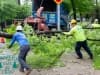 land-clearing