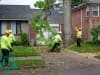 land-clearing0009