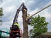 tree-removal